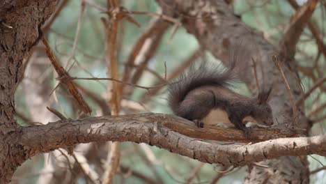 Eurasian-Gray-Squirrel-sits-on-the-pine-tree-branch-eating-a-nut-in-a-forest-daytime-in-Seoul