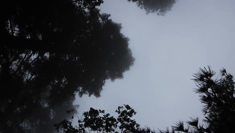 smoky fog blowing through silhouettes of trees vertical video