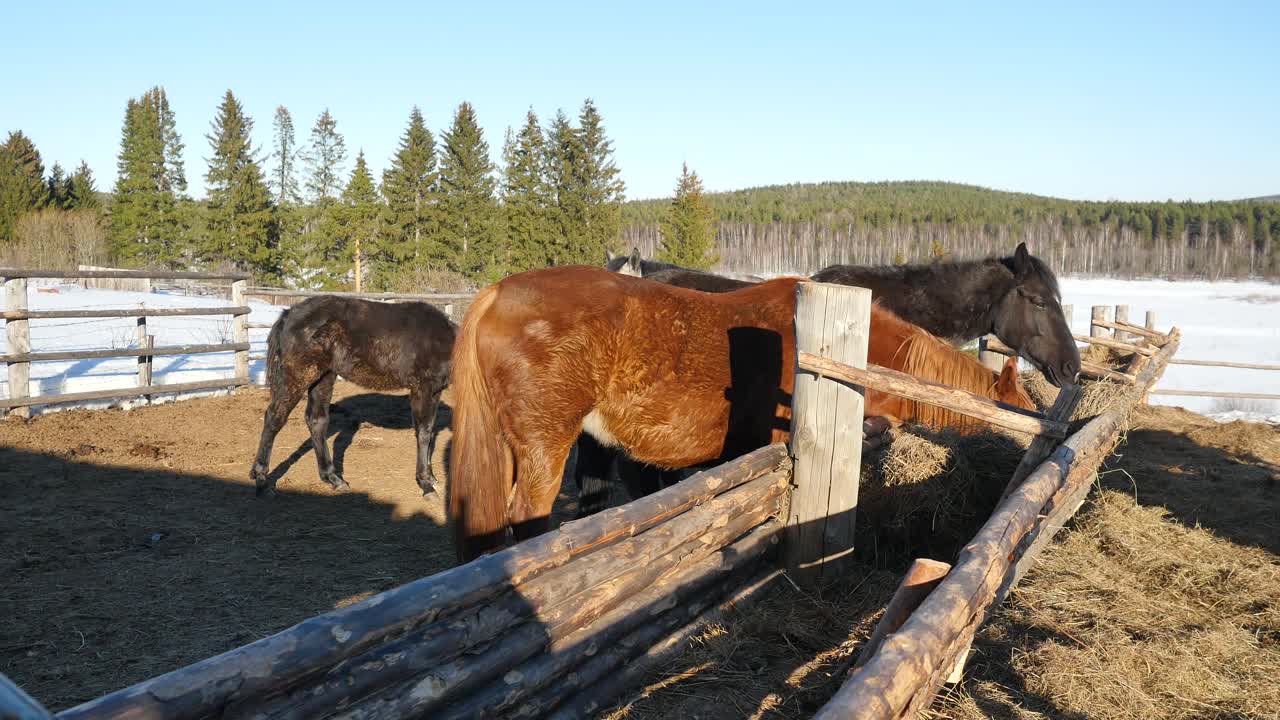 caballos comiendo heno en un establo de invierno