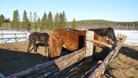 horses eating hay in a winter stable