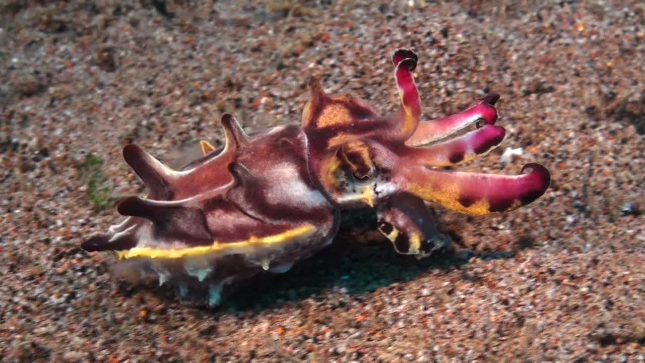 Flamboyant cuttlefish walking over sandy ocean floor showing color changes on it's mantle