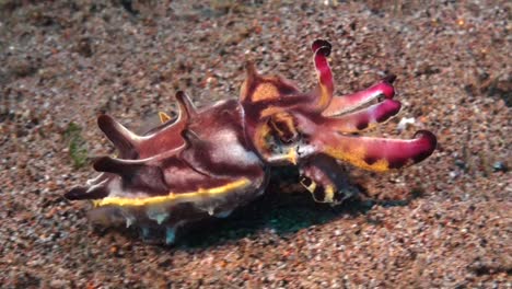 Flamboyant-cuttlefish-walking-over-sandy-ocean-floor-showing-color-changes-on-it's-mantle