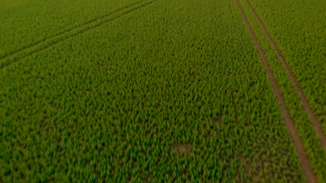 Drohne,-Die-Mit-Grünem-Feld-In-Richtung-Himmel-Rast