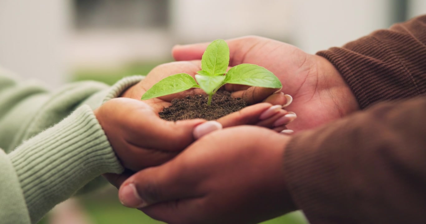 Two People Holding a Small Green Plant in Soil