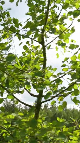 radio telescope in a forest