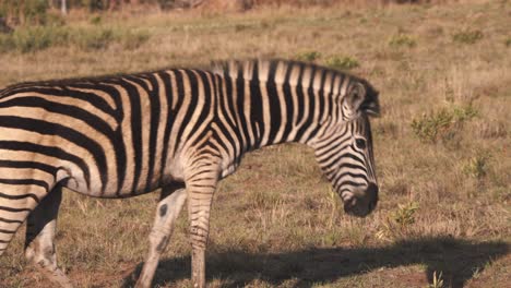 plains zebra walking up on savannah slope to graze on grass