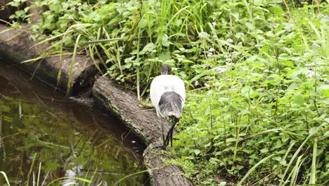 los pájaros caminan y pican a lo largo de una exuberante orilla del río
