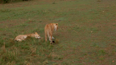 two lionesses lie in the grass of the african savannah