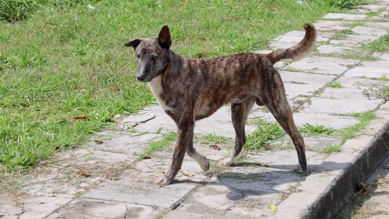 Brindle Dog Walking on Sidewalk and Stopping