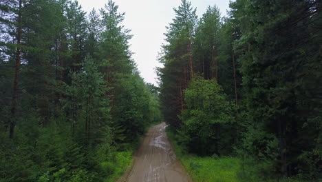 forest road in rainy weather