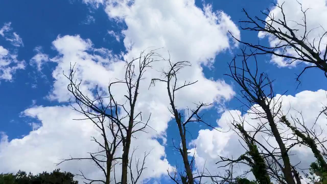 Bright white clouds drift across a blue sky above silhouetted trees on a sunny day