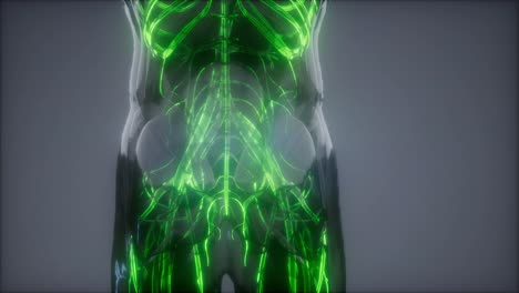 vasos sanguíneos del cuerpo humano