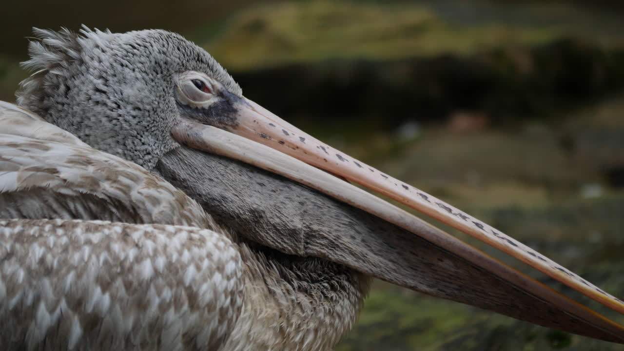 Close-up of a Pelican