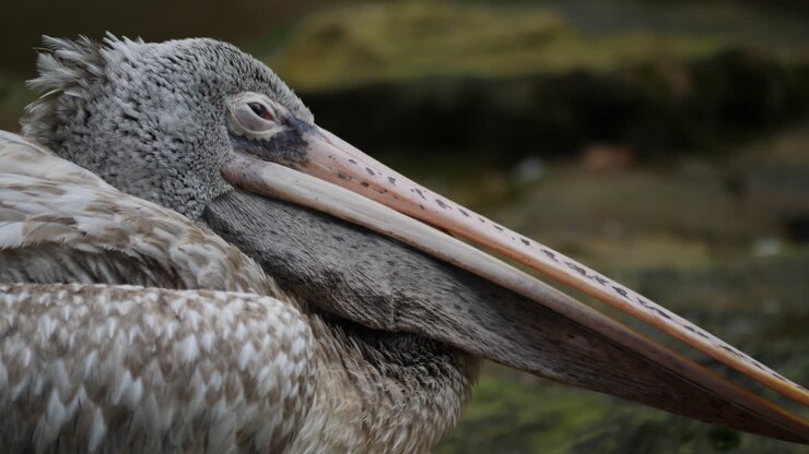 Close-up of a Pelican
