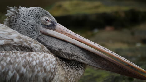 close-up of a pelican