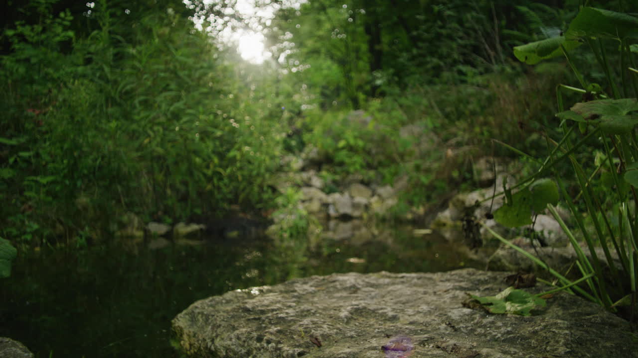 tiro médio largo de um pequeno lago intocado no meio de uma floresta