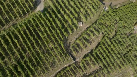 Terrassenweinberge-Von-Oben-Gesehen-In-Grafischer-Komposition