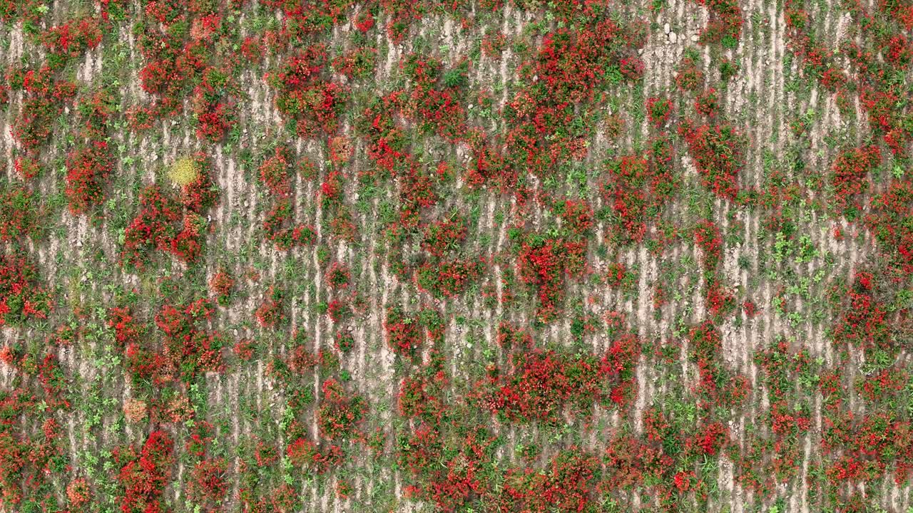 A top-down drone pan reveals a patchwork of blooming red poppies (Papaver rhoeas) scattered across farmland, blending soil, vegetation, and wild beauty in a vivid natural mosaic.ì near Piacenza, Italy