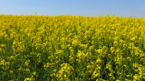 Fields-with-blooming-rapeseed