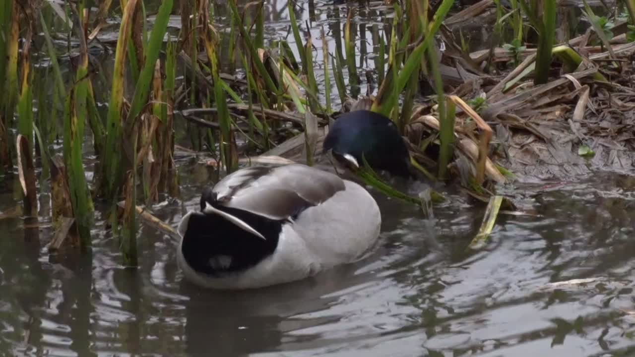 A male Mallard Duck, Anas platyrhynchos, feeding amongst vegetation at edge of a lake. Winter. UK