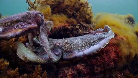 giant australian cuttlefish sepia apama migration whyalla south australia 4k slow motion, mating, laying eggs, fighting, aggregation, underwater