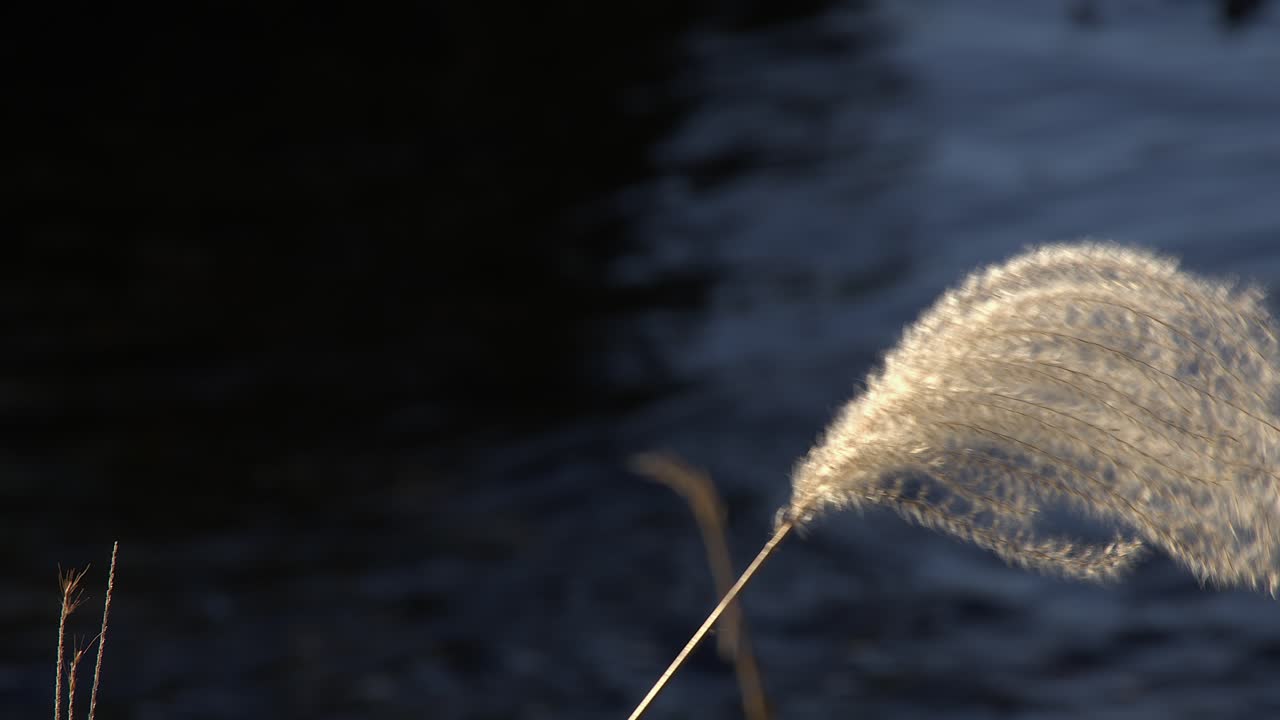 La brezza soffia sulla gramigna, una piuma argentata illuminata sulla sponda scura del fiume