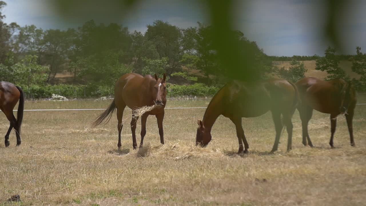 Лошади едят сено.