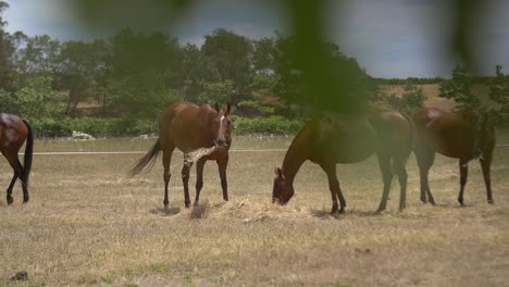 horses eating hay