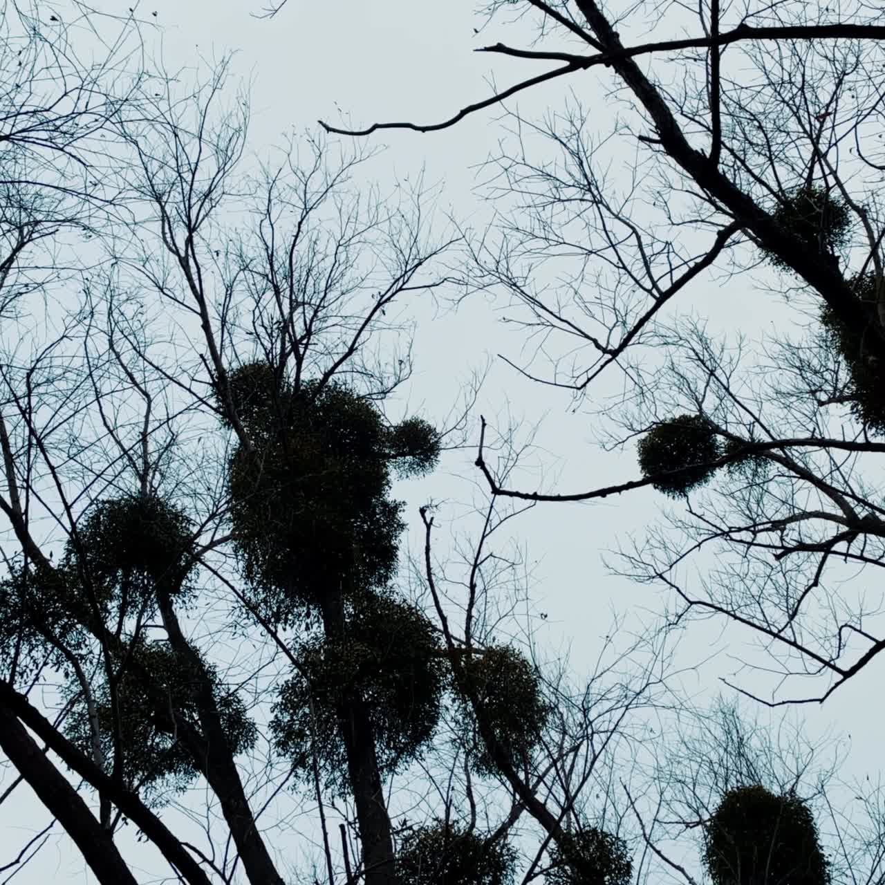 Black bare trees in autumn season. Mistletoe plants growing on the branches. Grey sky at backdrop