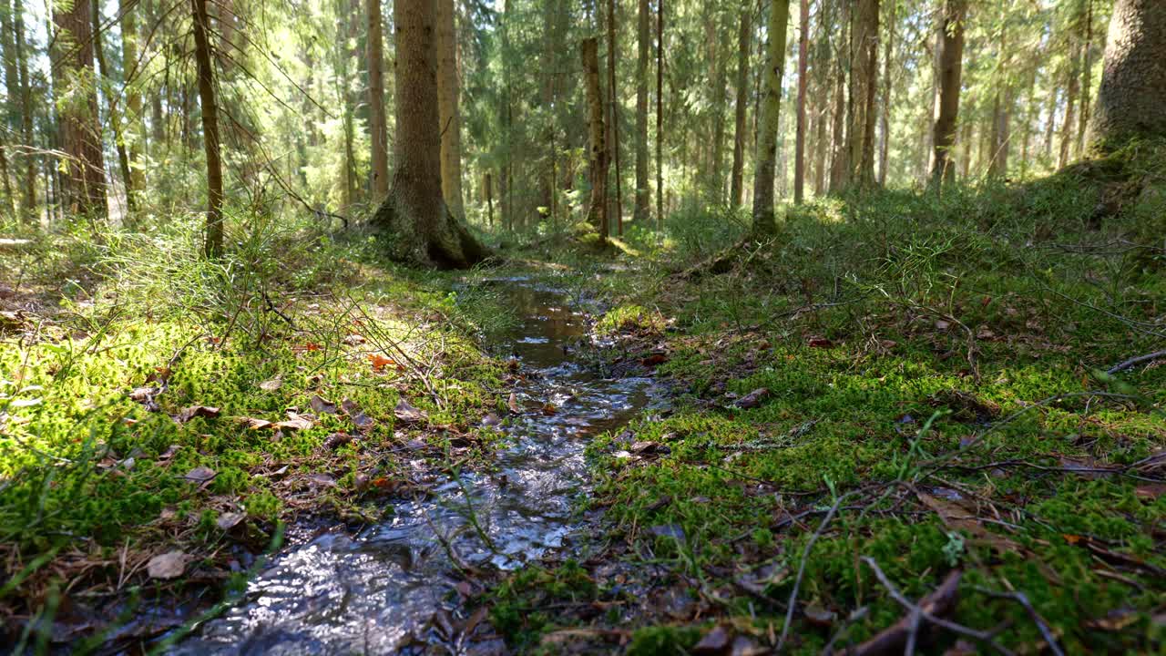 piccolo ruscello in una foresta verde durante una bella giornata di sole
