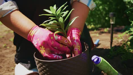 mujer plantando una pequeña planta