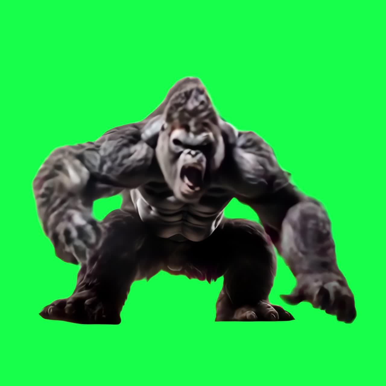 Animazione di gorilla feroce, video 4K trasparente, green screen