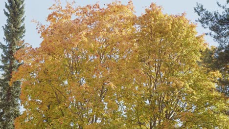 Yellow-and-orange-Tree-in-Autumn-in-Jyvaskyla,-Finland---60fps,-4k