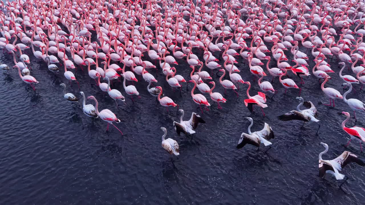 Rassemblement massif d’élégants flamants roses pataugeant dans des eaux sereines à l’heure dorée, créant un spectacle naturel à couper le souffle