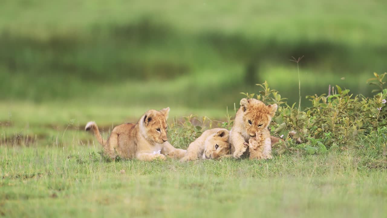 grappige baby dieren opnames van leeuwenkinderen die spelen in tanzania in afrika in het serengeti national park, schattig speelse jonge leeuwinkinderen, laaghoek opnames op afrikaanse wildlife safari in groen gras landschap