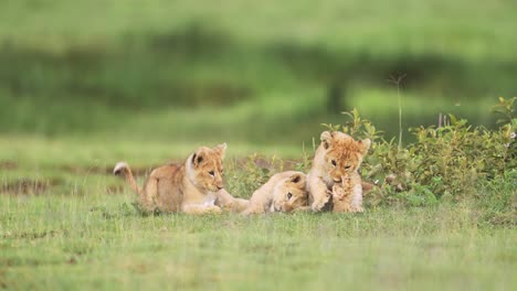 funny baby animals shot of lion cubs playing in tanzania in africa in serengeti national park, cute playful young lion cub, low angle shot on african wildlife safari in green grass scenery