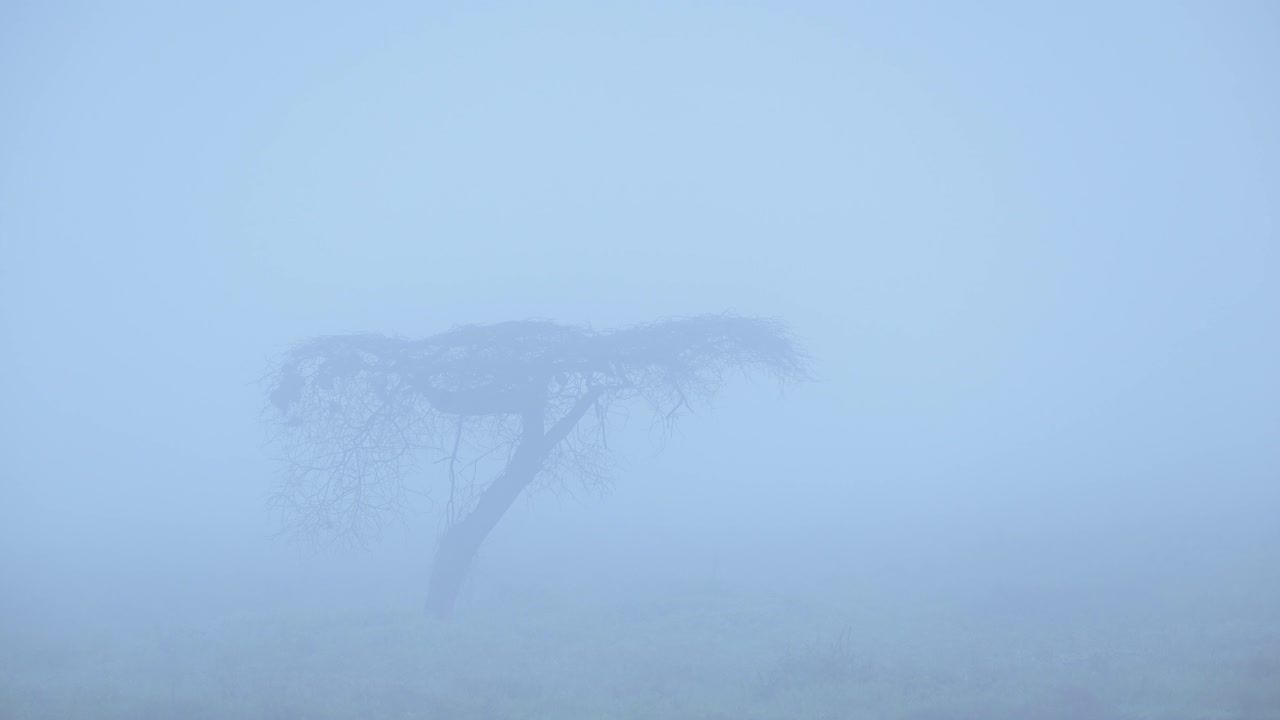Solitary Tree in Dense Fog