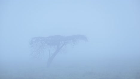 solitary tree in dense fog