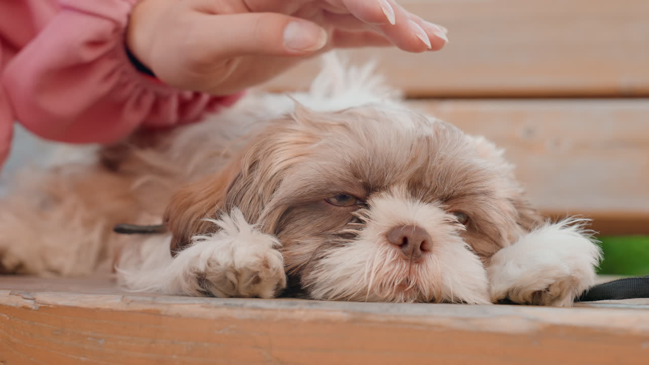 Soft Strokes Promote Relaxed Naps, Relaxing Petting Calms Sleepy Canines Naturally, Soothing Petting And Gentle Strokes Encourage Tranquil Naps For Sleepy Puppies Peacefully Outdoors