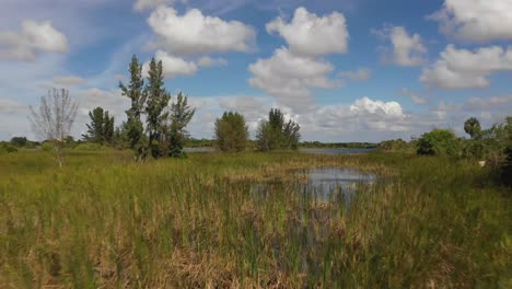 flying over a lake close to the water seeing the wet grass and trees in the water