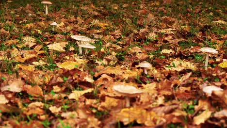 Movimientos-De-Cámara-De-Inclinación-De-4k-Que-Muestran-La-Perspectiva-Macro-De-Las-Hojas-De-Otoño