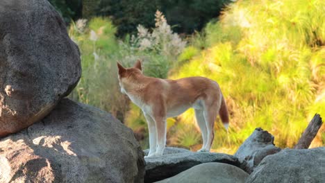 un dingo navega por las rocas en melbourne, australia