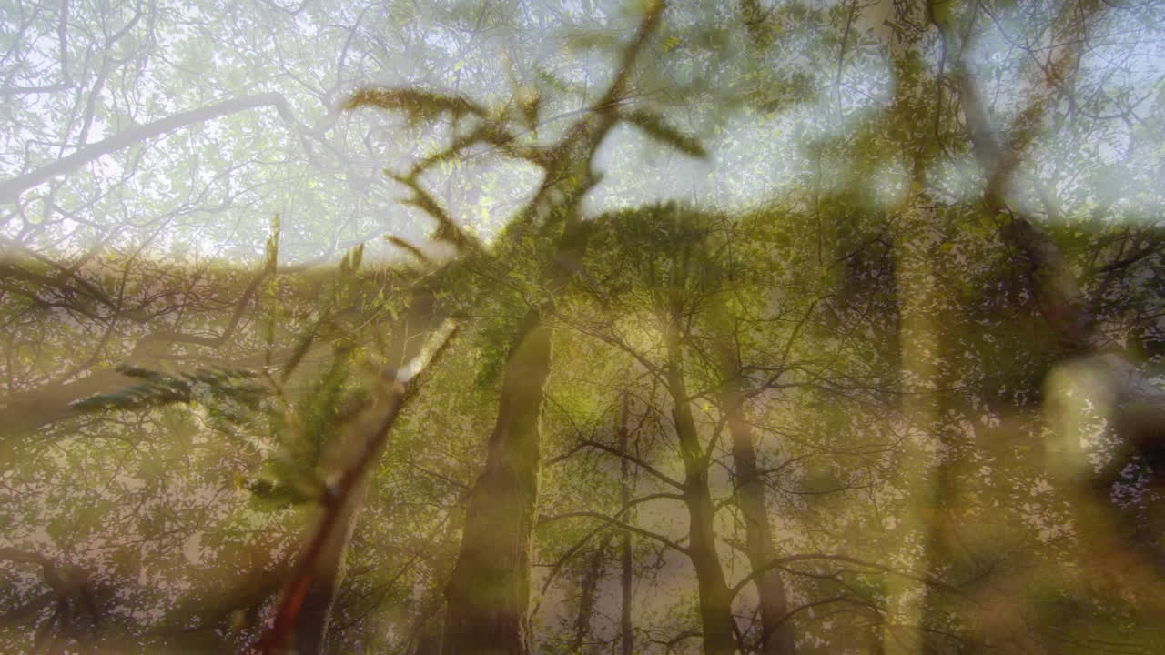 Sunlight filtering through forest trees with animation overlay of branches