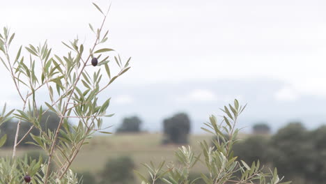 scenic rural landscape with mountains and olive trees
