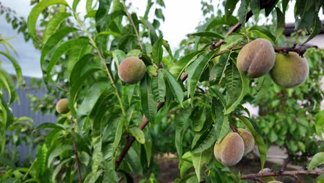 una vista de cerca de un árbol de melocotón con frutos madurando en verano