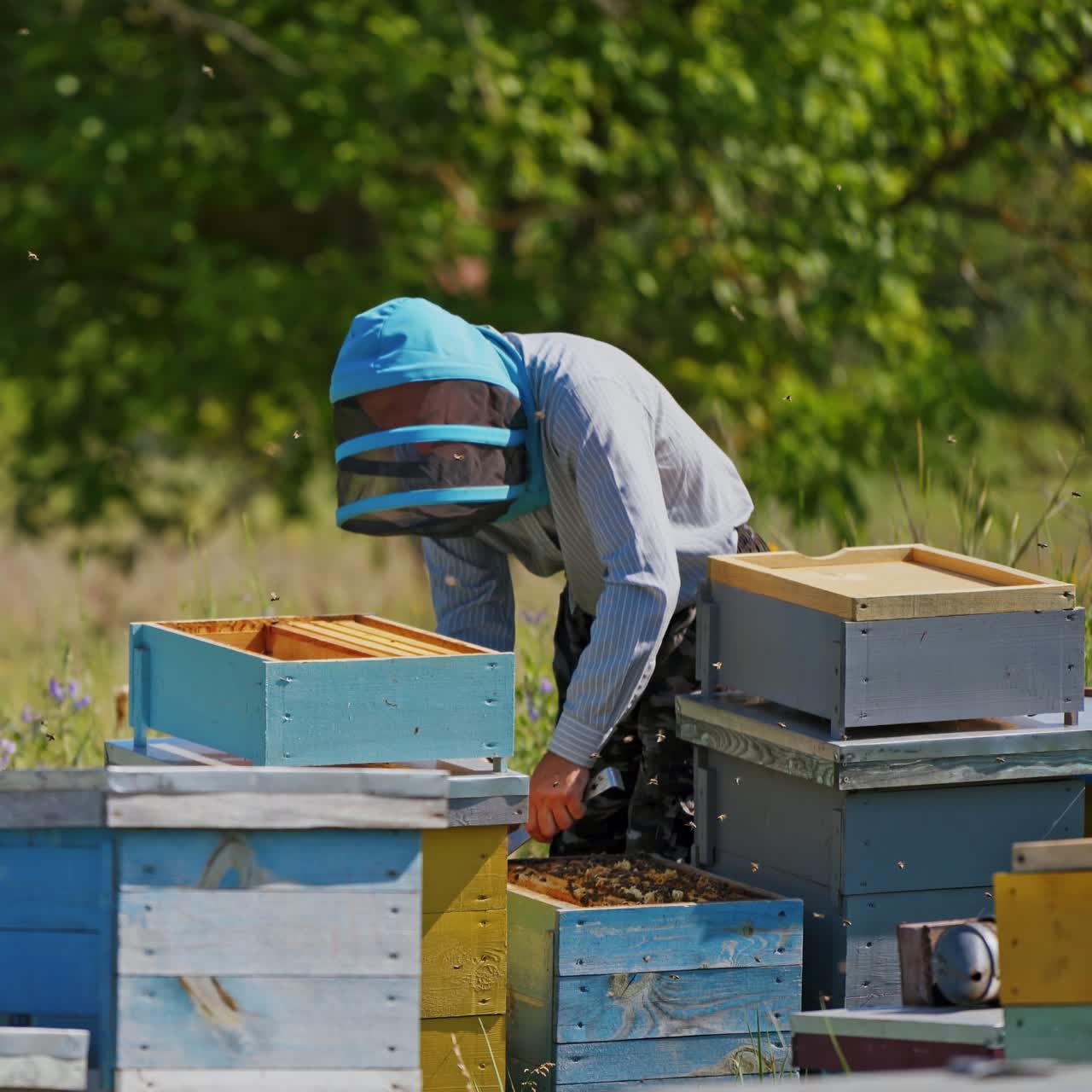 Beekeeping process. Apiarist in safety hat looks after bees on honeycomb on apiary. Blue and yellow wooden beehives on green nature background.