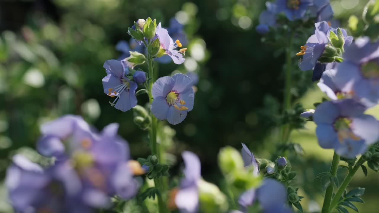 flor púrpura a la luz del sol, polemonium caeruleum, de cerca
