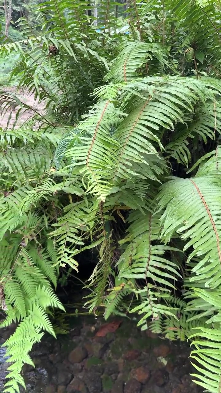 Samambaias Verdes Exuberantes Crescendo à Beira de um Pequeno Riacho na Floresta