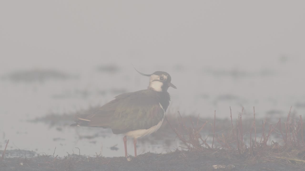 Lapwing feeding in flooded meadows during spring migration in early morning light