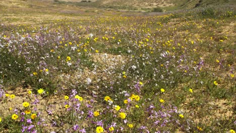 a brief spring bloom in the western negev plains